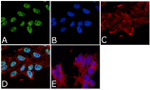 Tau (Cleaved Asp421, Asp422) Antibody in Immunocytochemistry (ICC/IF)