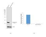 alpha Synuclein Antibody in Western Blot (WB)