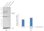 beta Amyloid (1-20) Antibody in Western Blot (WB)