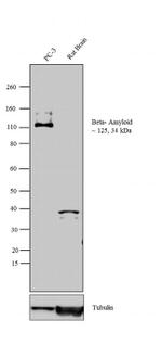 beta Amyloid (1-20) Antibody in Western Blot (WB)