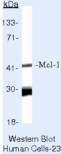 MCL-1 Antibody in Western Blot (WB)