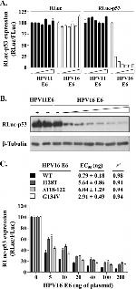 p53 Antibody in Western Blot (WB)