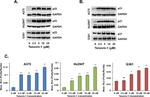 p53 Antibody in Western Blot (WB)