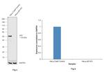 p53 Antibody in Western Blot (WB)