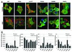 Paxillin Antibody in Immunocytochemistry (ICC/IF)