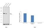 Paxillin Antibody in Western Blot (WB)