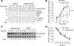 EIF2S1 Antibody in Western Blot (WB)