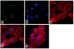 EIF2S1 Antibody in Immunocytochemistry (ICC/IF)