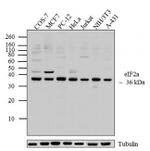 EIF2S1 Antibody in Western Blot (WB)