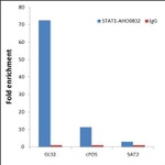 STAT1 Antibody