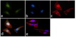 STAT1 Antibody in Immunocytochemistry (ICC/IF)