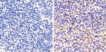 STAT1 Antibody in Immunohistochemistry (Paraffin) (IHC (P))