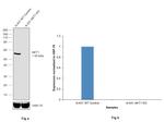 AKT1 Antibody