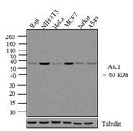 AKT1 Antibody in Western Blot (WB)