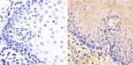 SRC Antibody in Immunohistochemistry (Paraffin) (IHC (P))