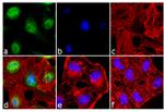 p38 MAPK Antibody