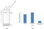 mTOR Antibody in Western Blot (WB)