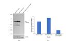 FAK Antibody in Western Blot (WB)