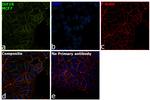 IGF1R beta Antibody in Immunocytochemistry (ICC/IF)