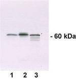 AMPK alpha-1 Antibody in Western Blot (WB)