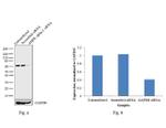 AMPK alpha-1 Antibody in Western Blot (WB)