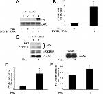 JAK2 Antibody in Western Blot, Immunoprecipitation (WB, IP)