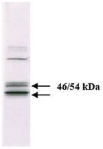 JNK1/JNK2 Antibody in Western Blot (WB)