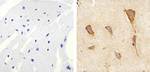 JNK1/JNK2 Antibody in Immunohistochemistry (Paraffin) (IHC (P))