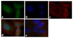 4EBP1 Antibody in Immunocytochemistry (ICC/IF)