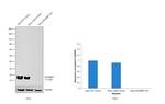 4EBP1 Antibody in Western Blot (WB)