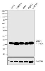 4EBP1 Antibody in Western Blot (WB)