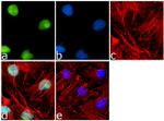 LKB1 Antibody in Immunocytochemistry (ICC/IF)