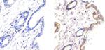 LKB1 Antibody in Immunohistochemistry (Paraffin) (IHC (P))