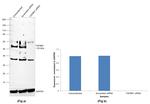 TGFBR1 Antibody in Western Blot (WB)