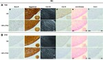 Aggrecan Antibody in Immunohistochemistry (Paraffin) (IHC (P))