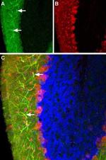 Histamine H3 Receptor (HRH3) Antibody in Immunohistochemistry (Frozen) (IHC (F))