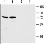 Histamine H3 Receptor (HRH3) Antibody in Western Blot (WB)