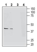 GPR109A/HCAR2 (extracellular) Antibody in Western Blot (WB)