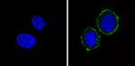 INSR alpha Antibody in Immunocytochemistry (ICC/IF)