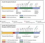 INSR alpha Antibody