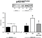 INSR beta Antibody in Western Blot (WB)