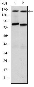 AIB1 Antibody in Western Blot (WB)