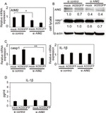 AIM2 Antibody in Western Blot (WB)