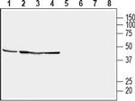 STOML2/SLP-2 Antibody in Western Blot (WB)