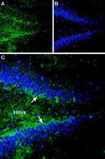 Gephyrin Antibody in Immunohistochemistry (IHC)