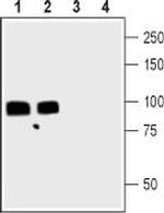 Gephyrin Antibody in Western Blot (WB)