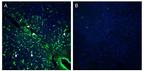 Presenilin-2 Antibody in Immunohistochemistry (Frozen) (IHC (F))