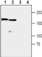 RIM1 Antibody in Western Blot (WB)