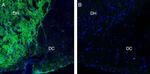 Neurofascin Antibody in Immunohistochemistry (Frozen) (IHC (F))