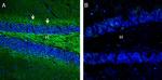 Neurofascin Antibody in Immunohistochemistry (Frozen) (IHC (F))